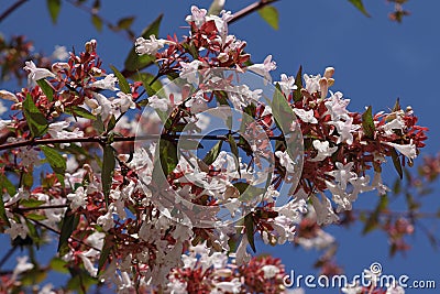 Flowering Abelia grandiflora hedge Stock Photo