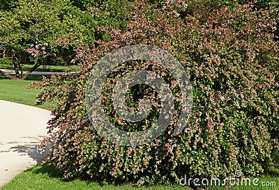 Flowering Abelia grandiflora hedge Stock Photo