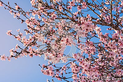 Close up of flowering almond trees. Beautiful almond blossom on the branches. Spring almond tree pink flowers with branch and blue Stock Photo