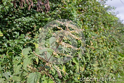 close up of a flowering Common stinging nettle (Urtica dioica) Stock Photo