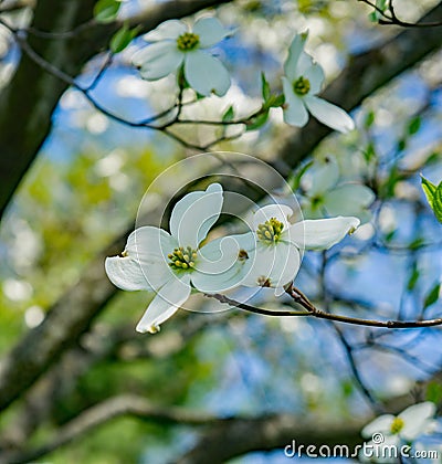 Close-up of Flowering Dogwood Tree Stock Photo