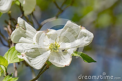 Close-up of a Flowering Dogwood Tree Stock Photo