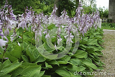 Close up of a flowering Hosta sieboldiana 'Elegans'. Stock Photo