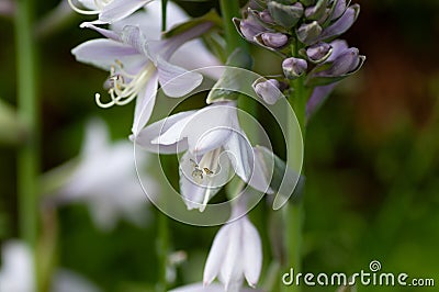 Close up of a flowering Hosta sieboldiana in garden Stock Photo