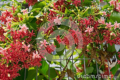 Close up of a flowering plant with tiny red color flowers bunches Stock Photo