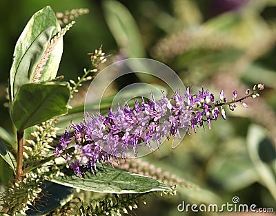 Close-up of flowering stem of Veronica shrub Stock Photo