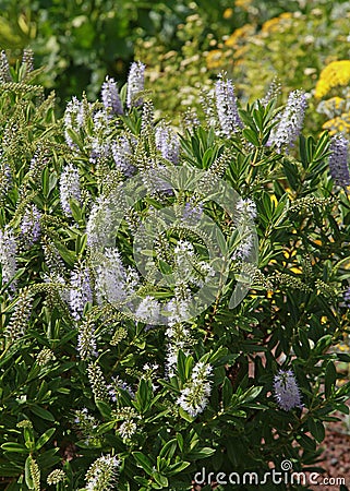 Close-up of flowering stem of Veronica shrub Stock Photo