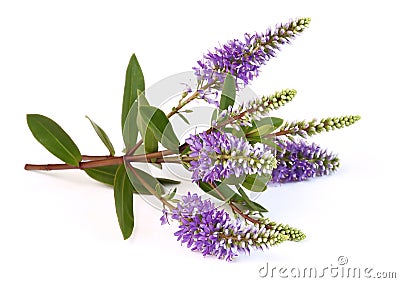 Close-up of flowering stem of Veronica shrub Stock Photo