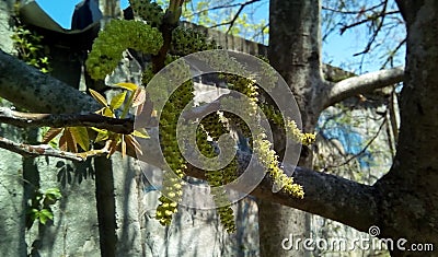 Close-up of flowering walnut earrings in the shade of trees. Stock Photo