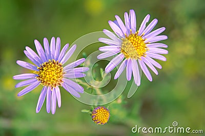 Aster tataricus Stock Photo