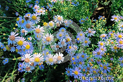 Aster tataricus Stock Photo