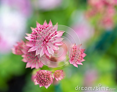 pink Astrantia major, Great Masterwort Stock Photo