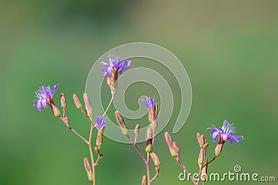 Mulgedium tataricum Stock Photo