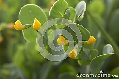 Close up flowers of Coronilla scorpioides Stock Photo