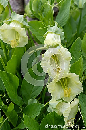 Cup and saucer cobaea scandens vine Stock Photo