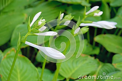 Fragrant plantain lily Stock Photo