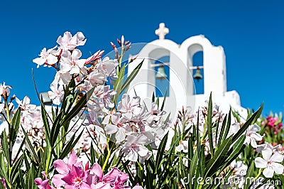 Close up of flowers in front of a church in Santorini Stock Photo