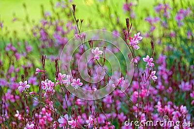 Gaura lindheimeri Stock Photo