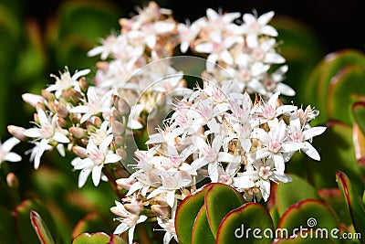 Crassula ovata Stock Photo