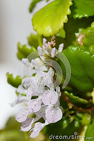 Close-up of the flowers of a money plant Plectranthus verticillatus Stock Photo