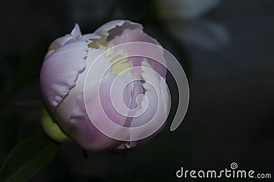 Close-up of flowers Pink peonies . Beautiful peony flower Stock Photo