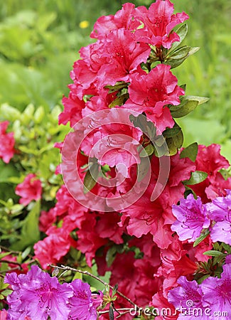 The flowers rhododendron azalea red. Stock Photo