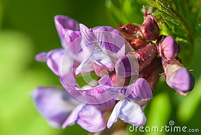 Close up flowers of tufted vetch, cow vetch or boreal vetch in meadow Stock Photo