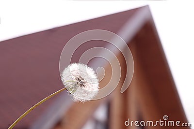 Close-up - a fluffy dandelion in the background of a blurred silhouette of the house Stock Photo