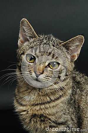 Close-up of fluffy tabby kitten, bobcat breed, living at home, innocent face Stock Photo