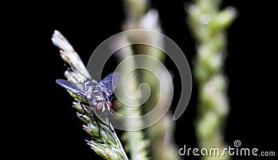 Close up fly Stock Photo