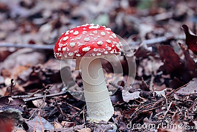 Close up of a fly mushroom or toadstool growing on the forest floor, brown and orange autumn leaves, sideview looking onto the Stock Photo