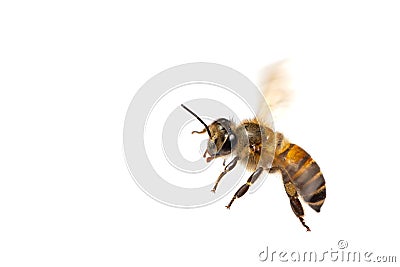 A close up of flying bee isolated on white background Stock Photo