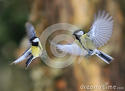 Close up on flying birds paridae Stock Photo
