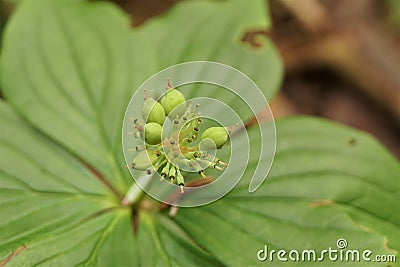 Macro of bunchberry plant seeds with leaves in bokeh effect Stock Photo