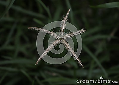 Close-up Focus Shot of Star Plant Stock Photo