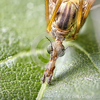 Close up Focus Stacking - Large Crane-fly, Crane fly, Giant Cranefly, Tipula maxima Stock Photo