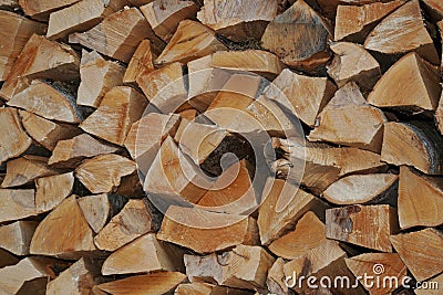 Close-up folded fresh logs from tree of Caucasian Fagus orient Stock Photo