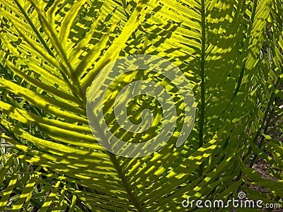 Close up of a the foliage of a cycad, cycas armstrongii, in litchfield Stock Photo