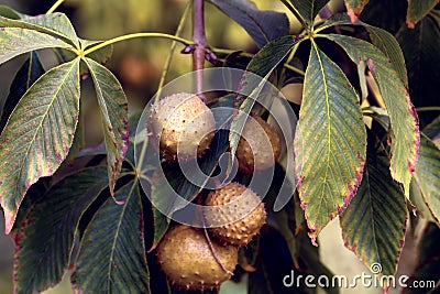 Close up on the foliage and fruits of the aesculus glabra also called ohio buckeye, american buckeye or fetid buckeye Stock Photo