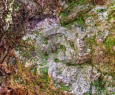 Close up forest rock texture with moss Stock Photo