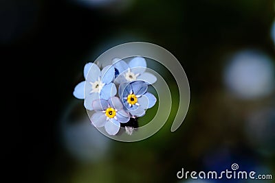 Close-up forget me not Stock Photo