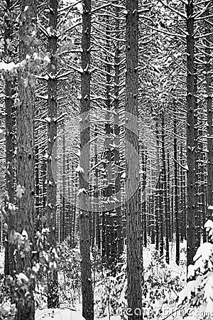 Close up of a forrest of pine trees after a snow storm, B&W vertical Stock Photo