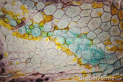 Close up of Four-horned Chameleon skin background Stock Photo