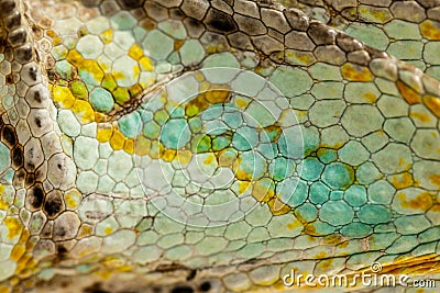 Close up of Four-horned Chameleon skin background Stock Photo