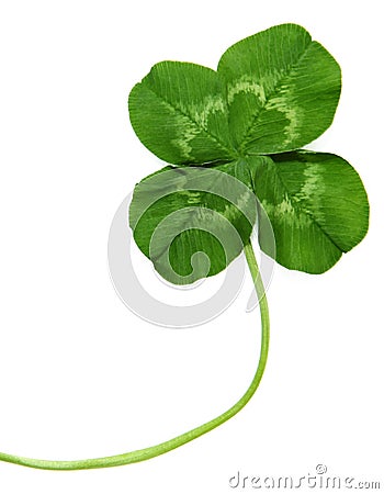 Close Up Of Four Leaf Clover Stock Photo