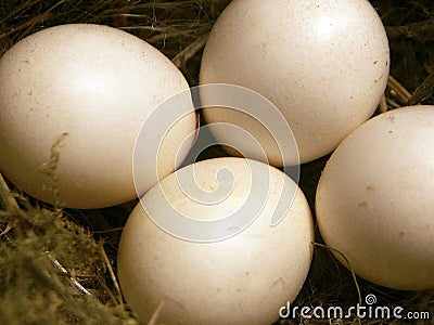 Close-up of four small eggs Stock Photo