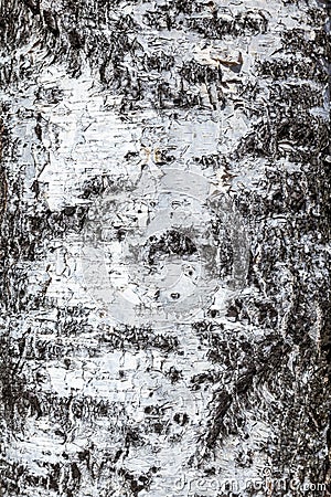 Close-up fragment of birch bark. Stock Photo