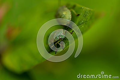 Close-up of a fragment of a green grass mite on a blurred background. Selective focus Stock Photo