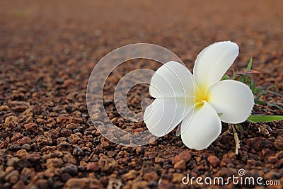 Close up of Frangipani flower Stock Photo