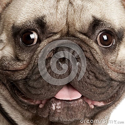 Close-up on a French Bulldog Stock Photo